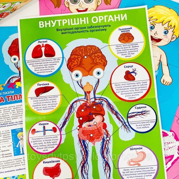 Навчальні пазли Будова тіла 13164012У фото