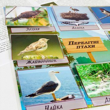 Гра на липучках &laquo;Перелітні птахи&raquo; 1216367682 фото